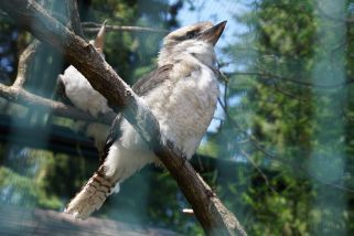 Dacelo novaeguineae - Jägerliest (Lachender Hans, Kookaburra)